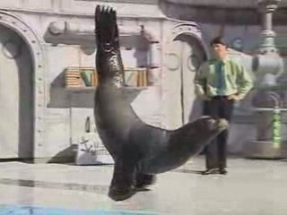 Sea Lion  Irish dance Contest