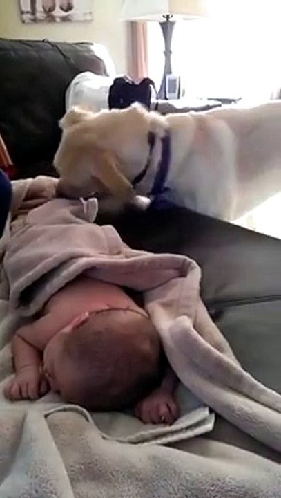 That dog can't understand why the baby is not covered. So he takes over the same even