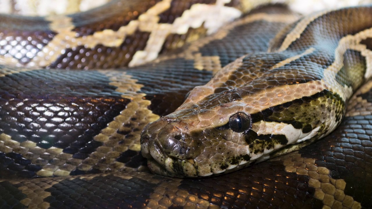 Man Arrested and Jailed for Eating Pythons