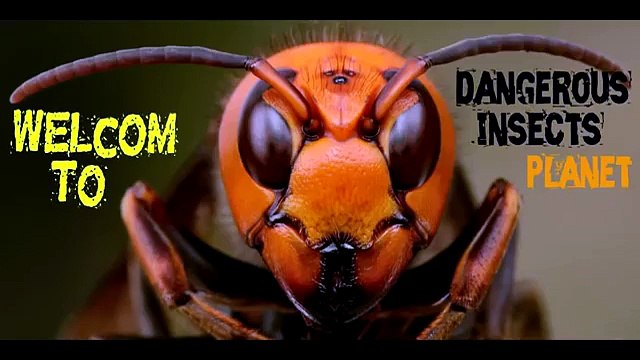 Huge hornet nest removal - killing all hornets