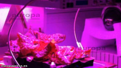 Las primeras flores espaciales llegarán en Año Nuevo