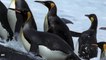 Zoo Penguins' Adorable Escape Attempt Goes Viral