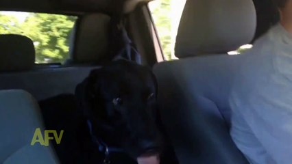 Son maître lui demande s'il a envie d'aller au parc, mais ce qu'il fait est hallucinant !