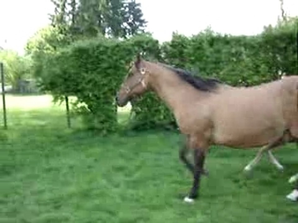 Hint of Sunup Gold, jour 1