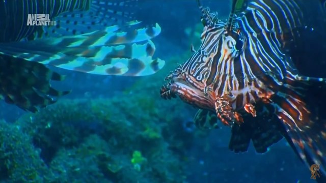 Чудеса голубой планеты . Азия 5 Серия