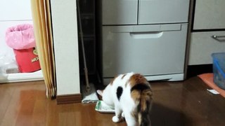 Funny Cat surprised to cucumber