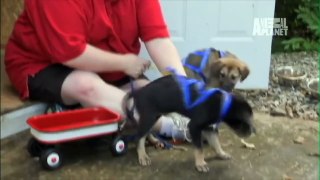 Puppies Learning Things For The First Time