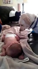 dog babysitting - covering baby with blanket