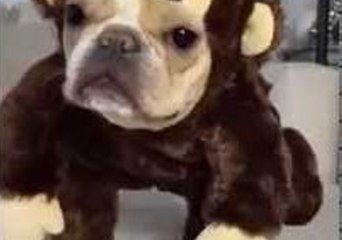 Please Welcome the New Queen of the Jungle