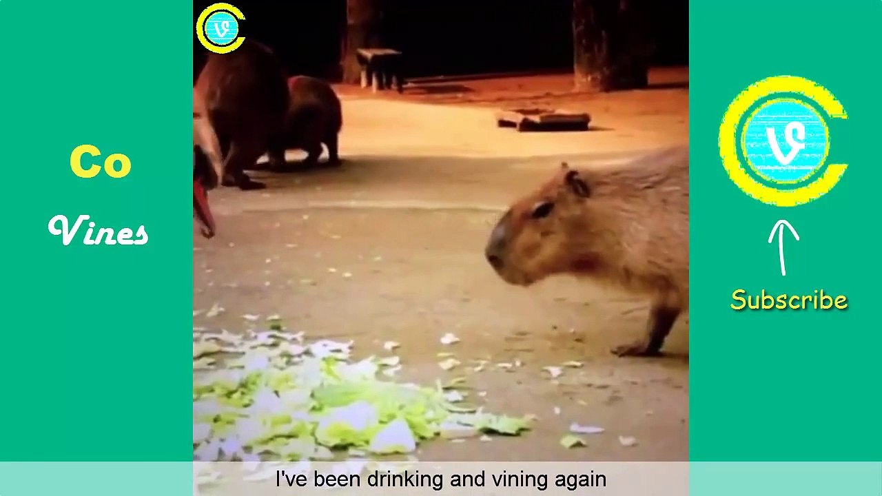 NEW Funny Vines of April 2015 | Part 1 Vine Compilation