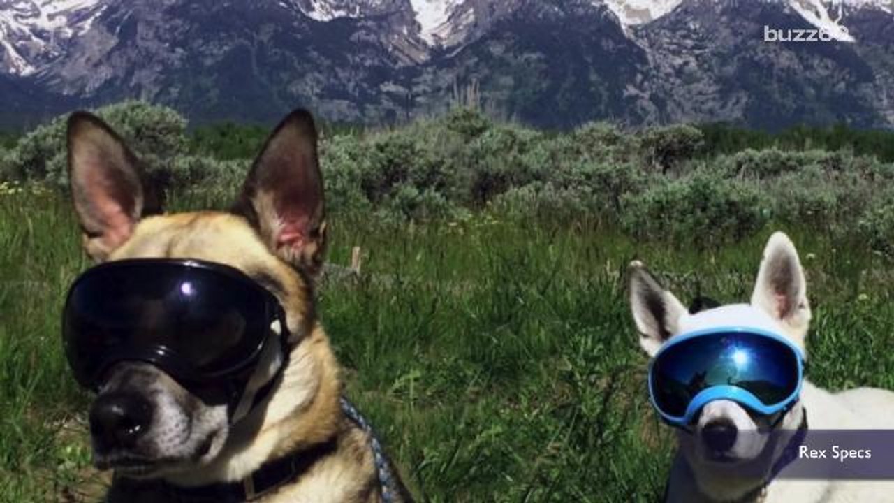 Sunglasses for dogs protect them from UV rays
