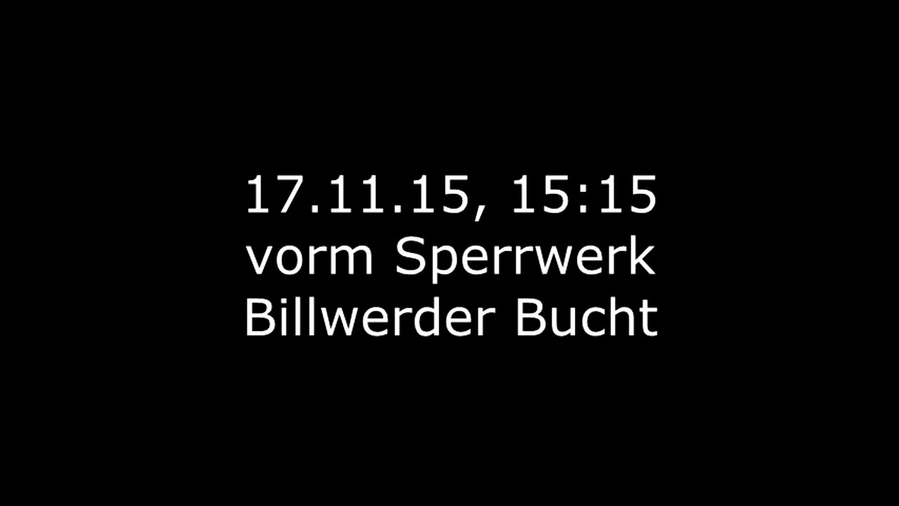 Seehund im Hamburger Hafen