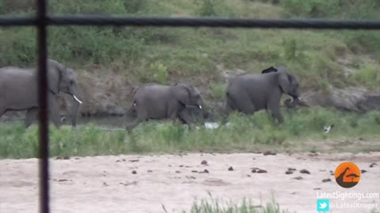 Baby Elephant Takes Adorable Tumble Down Hill