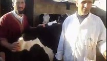 حملة استعجالية لتلقيح الأبقار من الحمي القلاعية بمنطقة المخاليف سيدي يحيي زعير