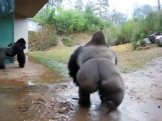 Gorilla washes his head under the rain