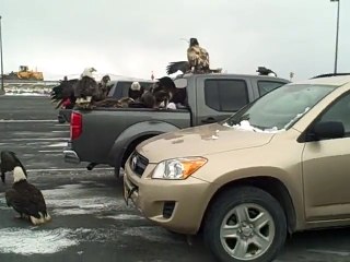 Bunch of Eagles eating box of Fish in the back of a Truck