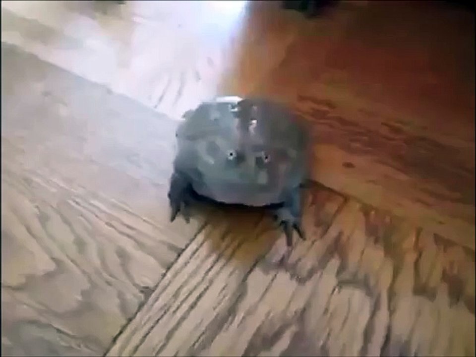 Um sapo gritando