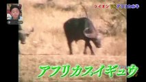 トリハダ　ライオン vs アフリカ水牛