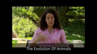 The Evolution of Animals, Animal Documentary, Animal documentary Videos