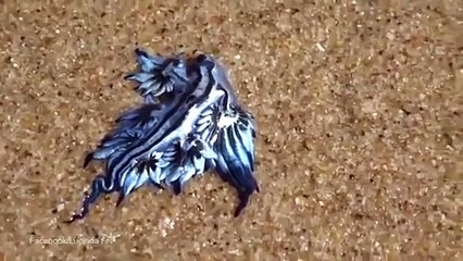 Descubren una rara especie marina en una playa australiana