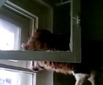 Smart Cat Unlocks and Opens Double Windows - Awesome !
