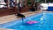 Dog Surfing Competition : Dogs Ride The Waves