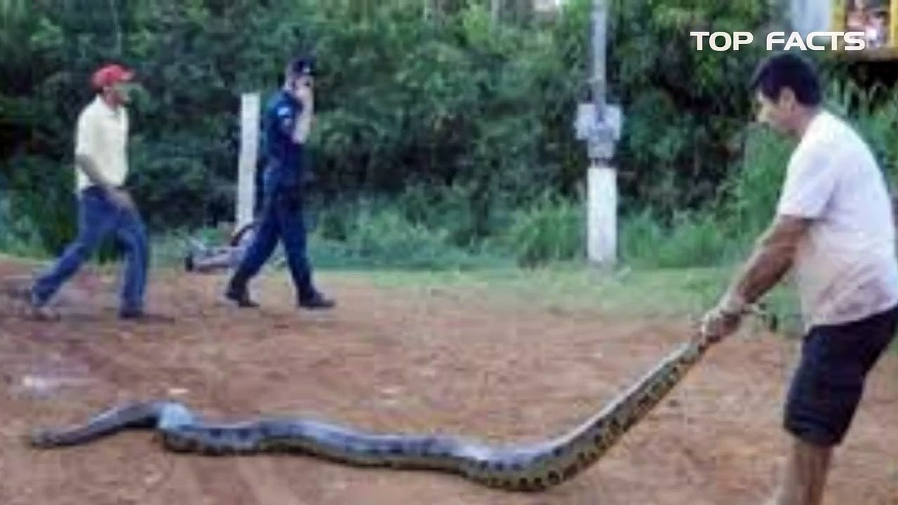 Worlds Biggest Snake Anaconda Found in South Americas Amazon River