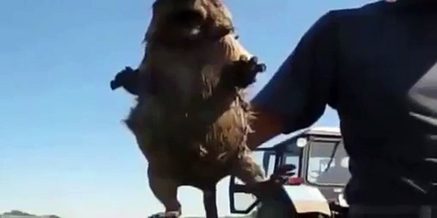 bağıran sıçan