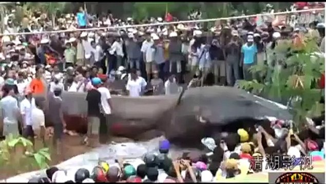 Огромный монстр во Вьетнаме