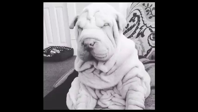 Shar pei lazy dog
