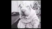 Shar pei lazy dog