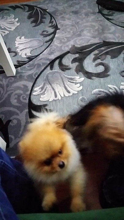 SATILIK POMERANİAN BOO YAVRULARI ORİJİNAL SECERELİ 05414501227