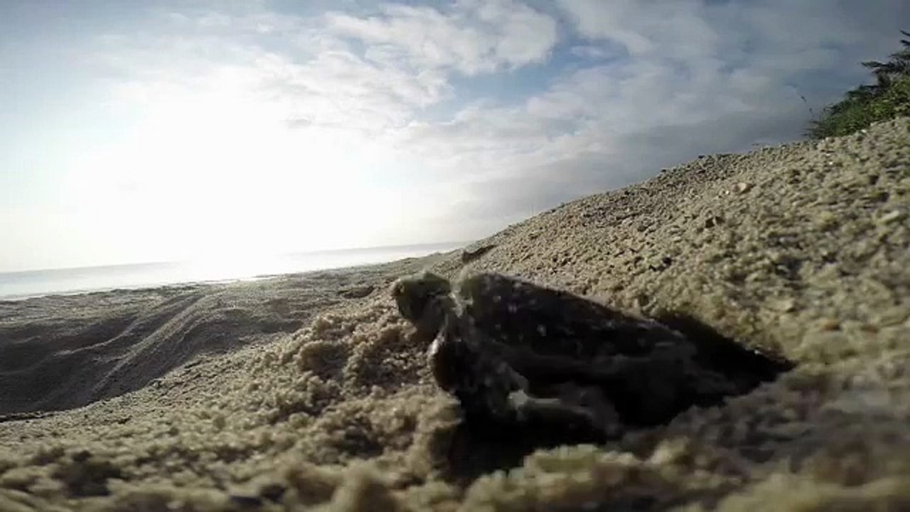 ScienceTake | Turtle Run