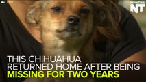Missing Dog Returned Home After Two Years, Thanks To Microchip Technology