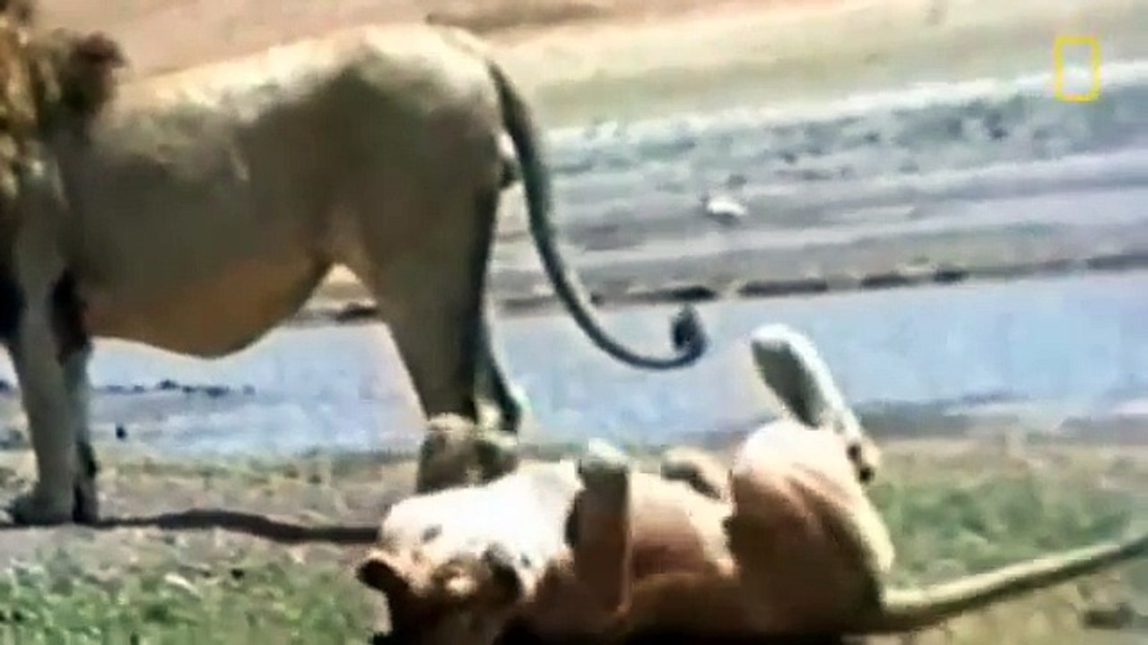 Lion Documentary National Geographic Lion, The Animal Nightmare Lion vs Hyena & Much More!