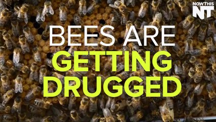 Bees Are Getting All Hyped Up On Caffeine