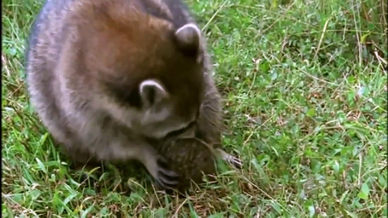 Turtles and Giant Tortoises [Full Nature Wildife Documentary HD] mating, hatching