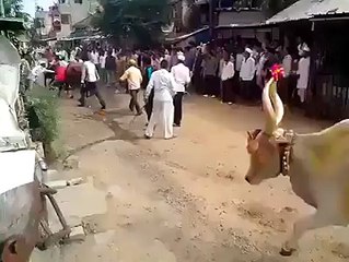 Amazing jump ! Cow Must Watch