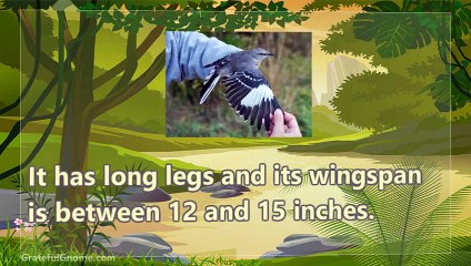 Amazing Northern Mockingbird Facts