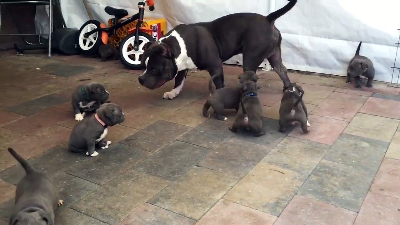 Being a big brother takes a lot of patience