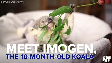 Watch An Adorable Baby Koala Frolic Around