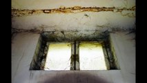 Orlando black mold inspection