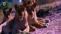 Lions Documentary National Geographic - African Lions Full Documentary