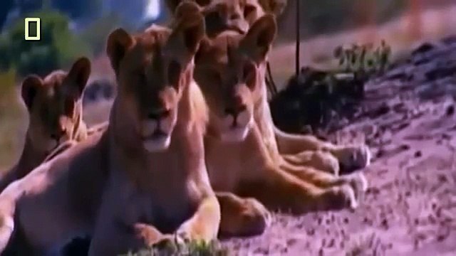 Lions Documentary National Geographic - African Lions Full Documentary