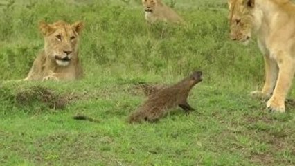 Flagrantes de Animais Selvagem - Loucuras Animal