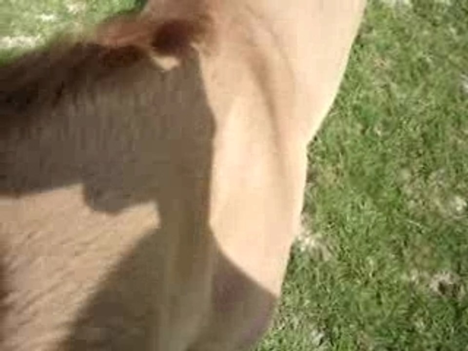 Hint of Sunup Gold, AQHA