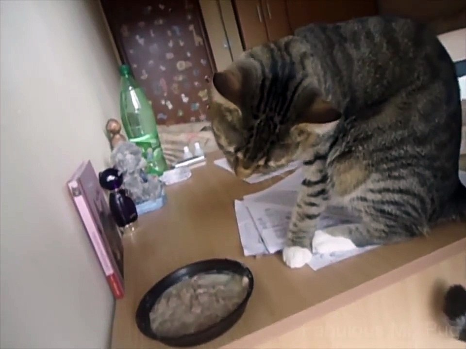 Cat Eating with its Paws
