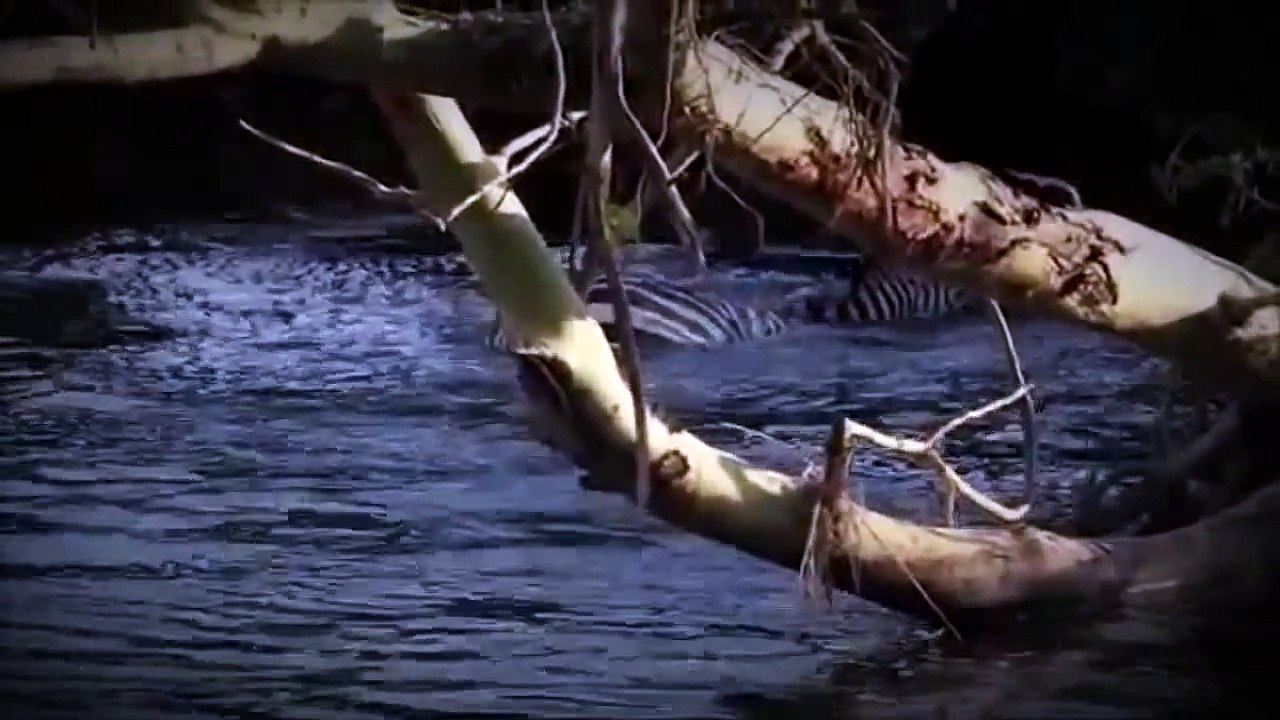 Crocodile Attacks Compilation 2014 HD