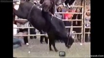 EL JARIPEO Y SUS MEJORES MONTAS PALOMILLA LA EXPLOSIVA JINETES MONTANDO TOROS SALVAJES QUEDAS CAIDAS Y SUSTOS NOVIEMBRE 2015