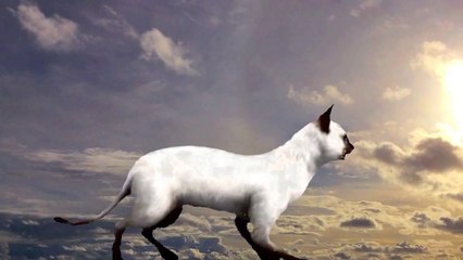 Pop Music Cat, Love gone Bad